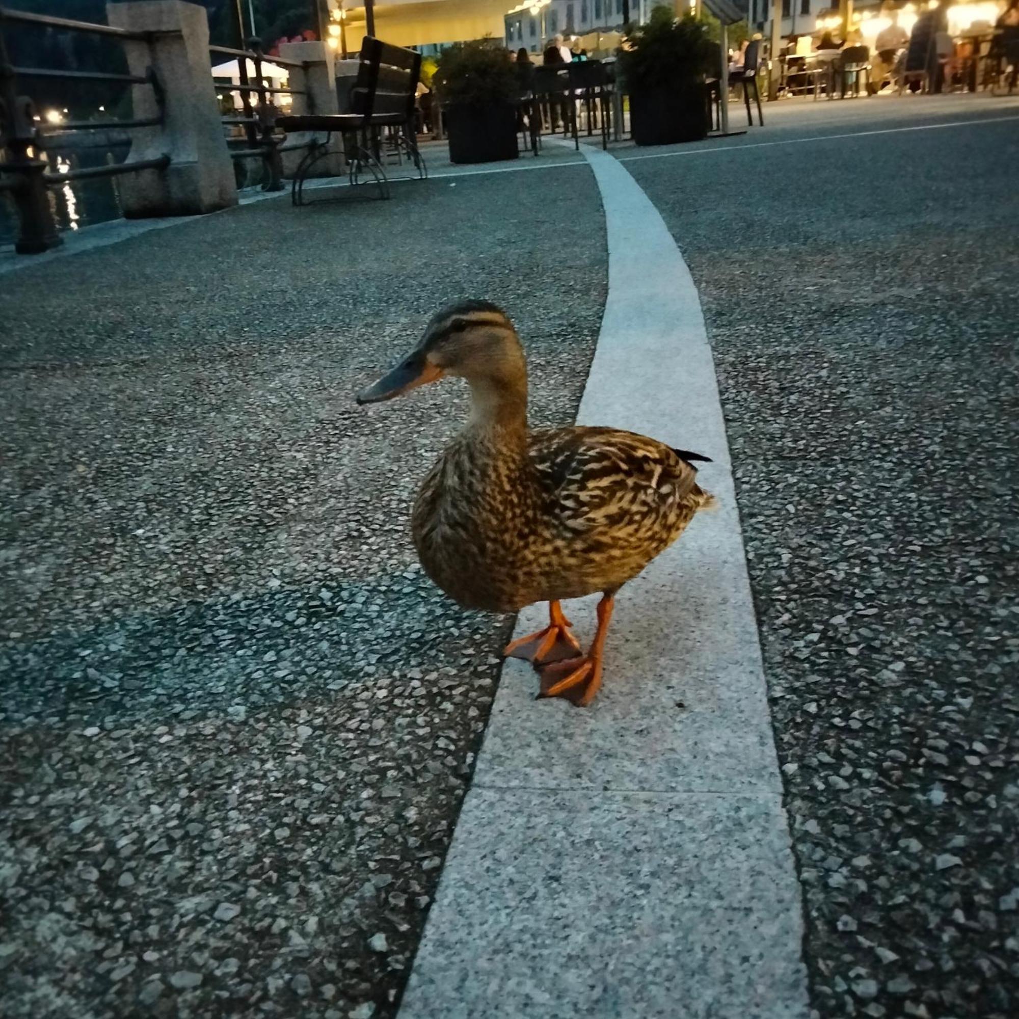Appartamento Doba House Baveno Esterno foto